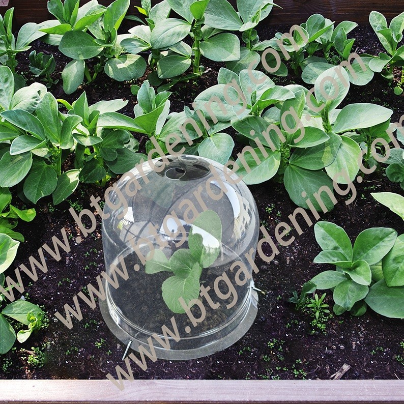 Bell Cloche Plant Protector Cover suppliers